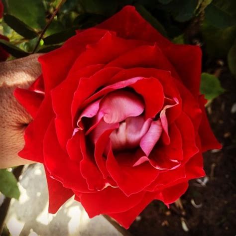 thumbs pro Red Rose at Hacienda Pèrez Garcia