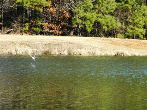 Charlie Elliott Wildlife Center - Fishing - Mansfield, GA - Yelp