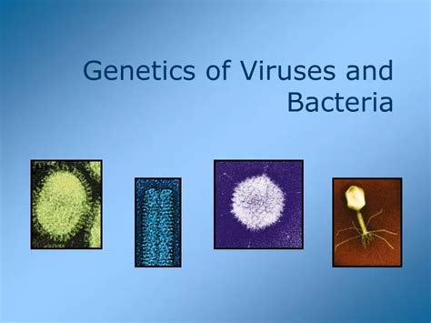 Ppt Genetics Of Viruses And Bacteria Powerpoint Presentation Free