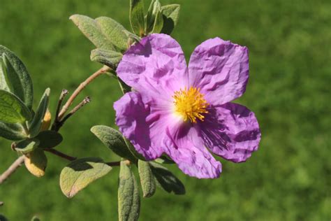 Rockrose Extract As Ibr Chill In Skincare Cosmacon