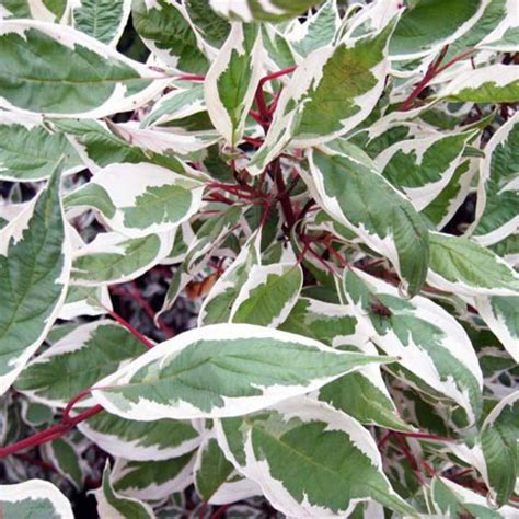 Дерен Сибирика Вариегата (72 фото) » НА ДАЧЕ ФОТО