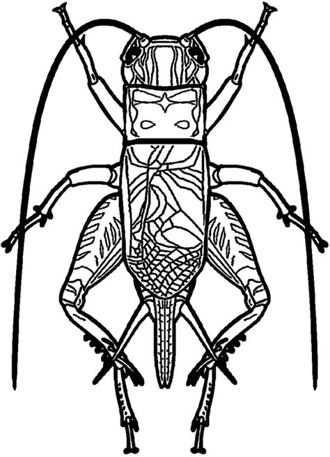 Cricket Insect Drawing at GetDrawings | Free download