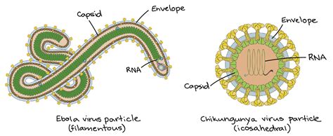 Viruses Diagram