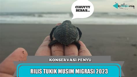 Konservasi Penyu Pelepasan Tukik Musim Migrasi Di Pantai Goa