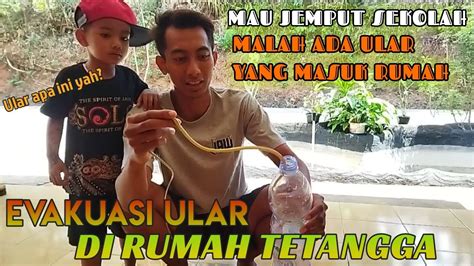 Evakuasi Ular Yang Lucu Di Tempat Tetangga Ularnya Sampai Lemas