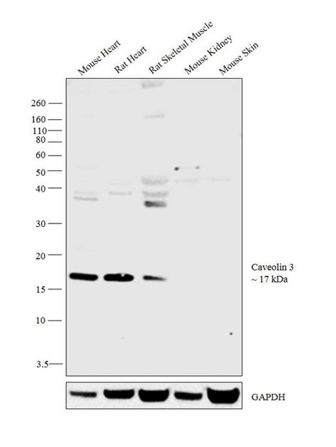 Caveolin 3 Polyclonal Antibody (PA5-19116) 