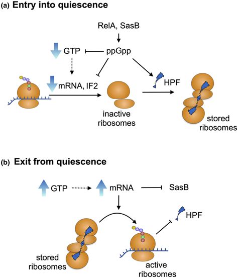 Transcriptional Regulation Of Ribosome Dimer Formation During Entry