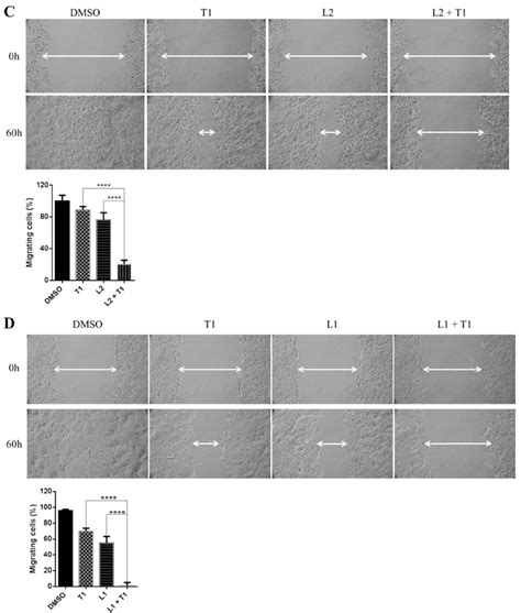 Combinational inhibition of MEK and STAT3 pathways reduces colony ... 