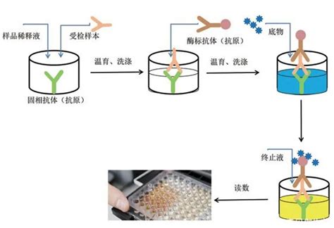 Elisa试剂盒操作步骤和应用 苏州千舍生物科技有限公司