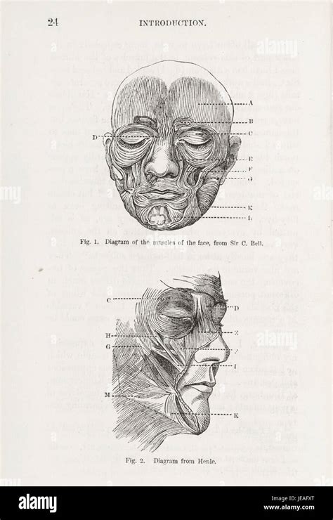 Diagrama De Los Musculos De La Cara Sexiz Pix