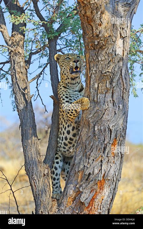 Leopard Panthera Pardus Climbing A Tree Stock Photo Alamy