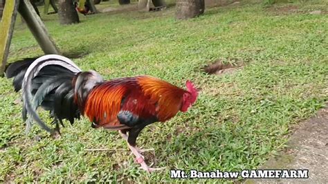 Tornado Hatch Of Mt Banahaw Game Farm Ramon Chiban Montierro Youtube