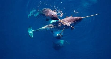 El colmillo gigante del unicornio marino tiene una función que nadie