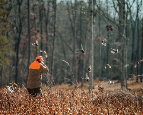 What is the Best Shot Size for Bobwhite Quail - Project Upland