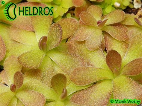 TŁUSTOSZ Pinguicula JOHANNA uroczy Heldros pl Heldros