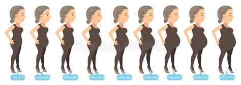 Stages Pregnancy Stock Illustrations – 1,051 Stages Pregnancy Stock ...