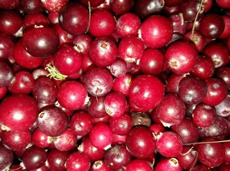 продам клюкву