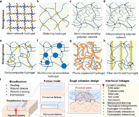 Molecular And Structural Design Of Tough Hydrogels And Bioadhesives