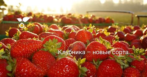 Клубника Сорта Алфавит Фото – Telegraph