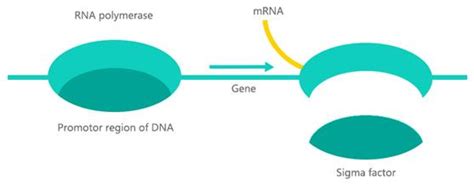 Sigma Factor Sigma Initiation Factor Sigma Subunit Sigma Element