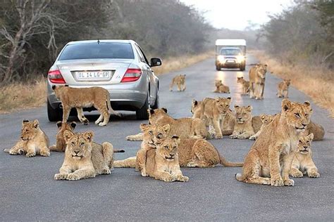 Descubra as melhores dicas sobre o Safári no Kruger Park Descubra Turismo