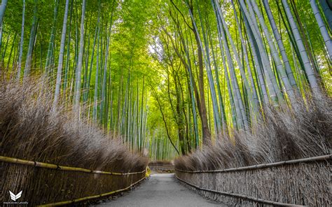 Bamboo Forest – Explosive Curiosity