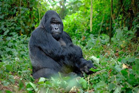 Conservation Through Public Health When Gorillas And Humans Live Together