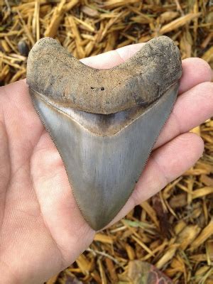 Shark fossil teeth found in Florida in the Peace River | 772-539-7005 ...