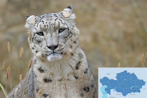 Snow Leopards Endangered