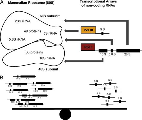 Balancing Copy Number In Ribosomal DNA PNAS