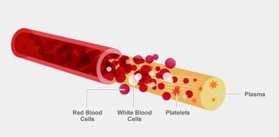 Difference between Blood and Plasma | Blood vs Plasma