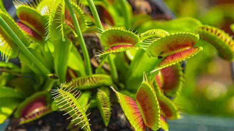 Venus Flytrap Care – How to Plant, Grow and Help Them Thrive