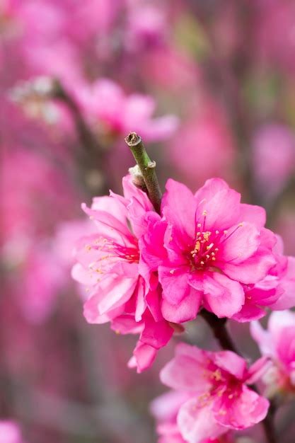 Premium Photo Close Up Of Pink Flowers