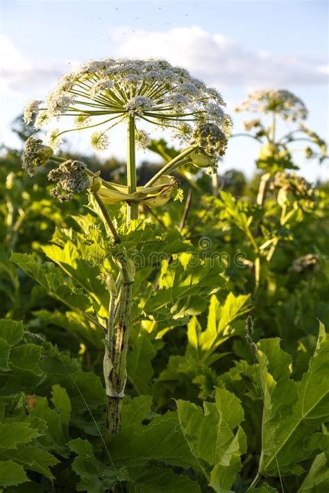 Hogweed Es Una Hierba Venenosa Que Crece En Las Afueras Del Campo Y