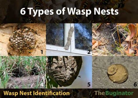 6 Types Of Wasp Nests Identification Photos 6 Things To Know The Buginator