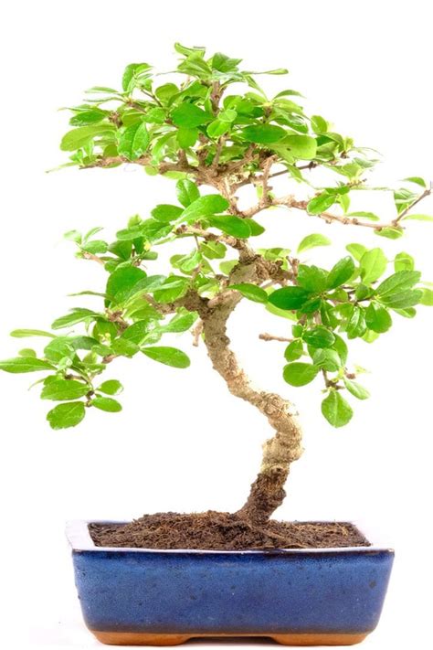 Special Offer Oriental Tea Tree Bonsai With Tiny White Flowers Larger