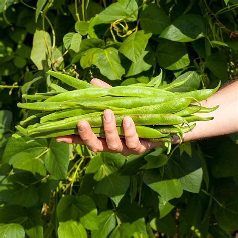 How To Grow French Runner Beans Propagation Place