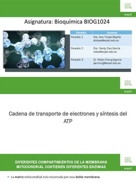 34 Etc Y Síntesis De Atp Pdf Cadena De Transporte De Electrones Trifosfato De Adenosina