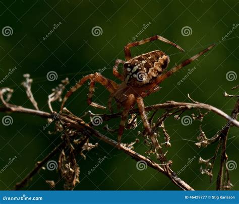 A Aranha De Jardim Europeia Diadematus Do Araneus Imagem De Stock