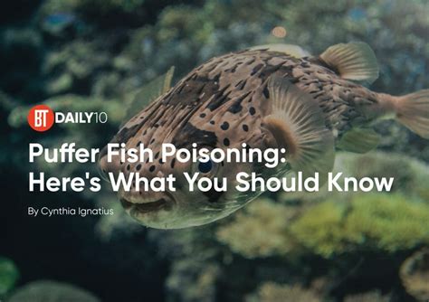 Puffer Fish Poisoning What You Need To Know BusinessToday