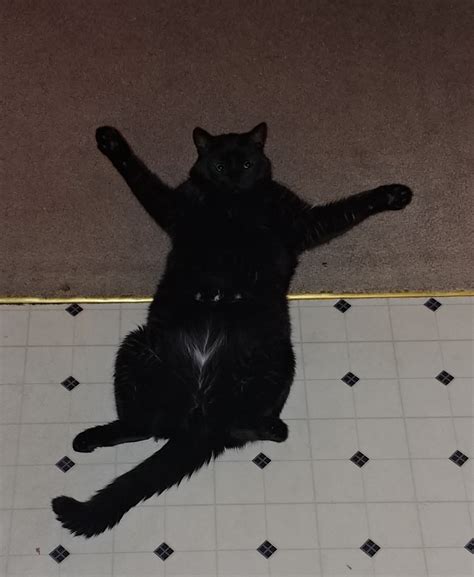 Our cat has an arrow on his stomach pointing to his junk. This is his