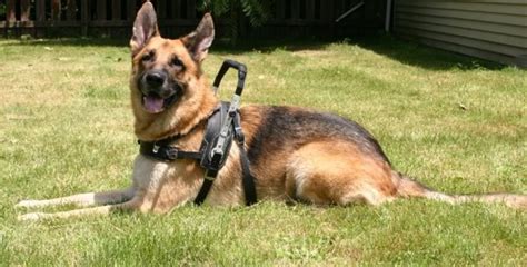 How To Train Your Service Dog Gsd Service Dog Training Tips