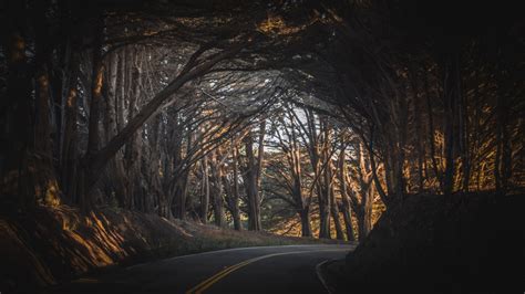 Road Between Trees Covered Forest Hd Dark Wallpapers Hd Wallpapers Id 69494