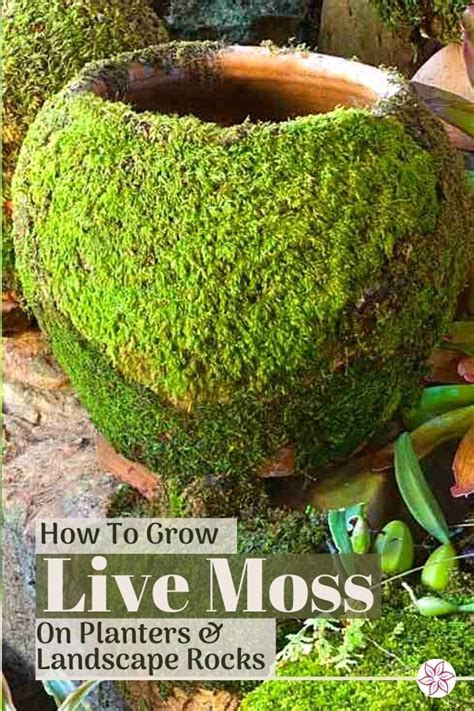 How To Grow Moss On Pots And Rocks Container Water Gardens