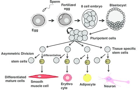 Stem Cell Differentiation Chart