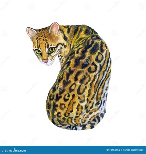 Retrato De La Acuarela De Margay Wiedii De Leopardus Con Los Puntos