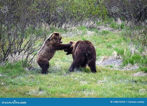 Two Brown Bears Playing Stock Image Image Of Smaller 108670329