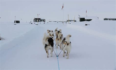 Sirius Dog Sled Patrol: Denmark's Arctic Special Forces