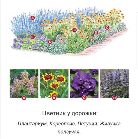Уличные цветы для клумбы многолетники - 78 фото