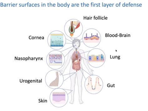 Micb Chapter Introduction To The Immune System Flashcards Quizlet